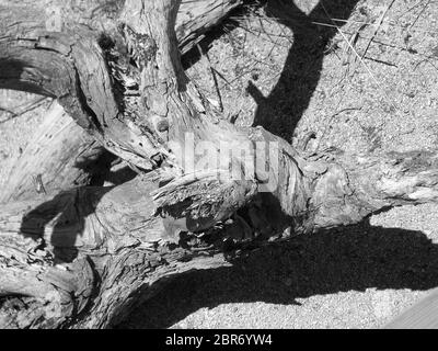 Long dead tree trunks and roots in a forest setting. Likely the remnants of cutting or fires, the black and white images show stark beauty. Stock Photo