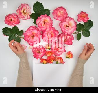 two female hands and a paper envelope with buds of pink roses on a white background, top view Stock Photo