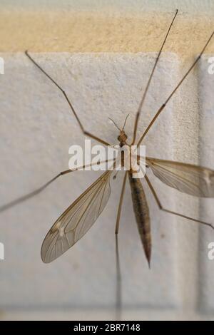 Crane fly is a common name referring to any member of the insect family Tipulidae, of the order Diptera, true flies in the superfamily Tipuloidea Stock Photo