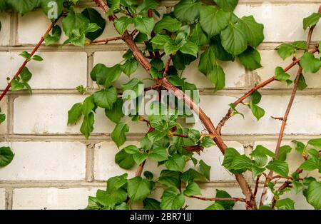 Spring Leaves Hydrangea Shrub. Hydrangea climbing a white brick wall. Stock Photo