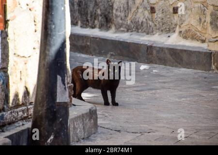 Black cat around the corner at home. Black cat runs across the road. Stock Photo
