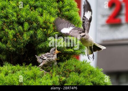 A Northern Mockingbird female is seen in flight after feeding her young baby perched in a pine near a home. Stock Photo