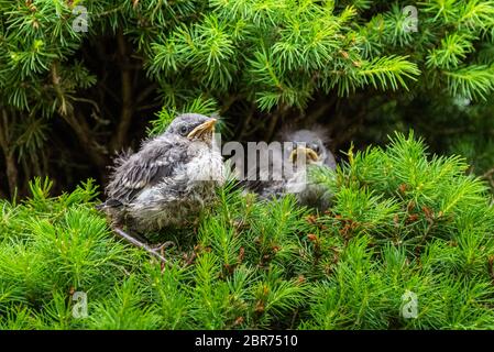 A pair of young Northern Mockingbird fledglings sit perched in a pine tree, green background. Stock Photo