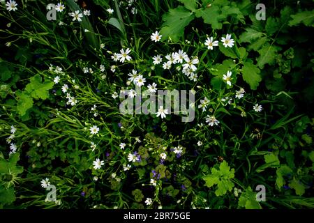 Field of white stellaria media flowers in the forest. Stock Photo