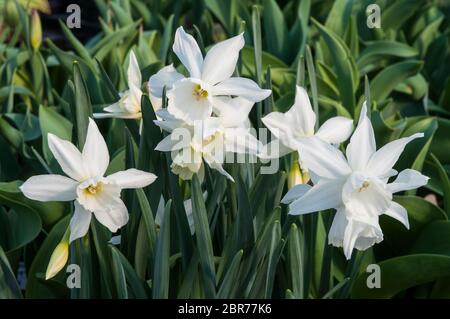 Clsoe up of Narcissus Triandrus Thalia also called Orchid Narcissus & Angels Tears. A white recurved multiflowering Division 5 daffodil. Stock Photo