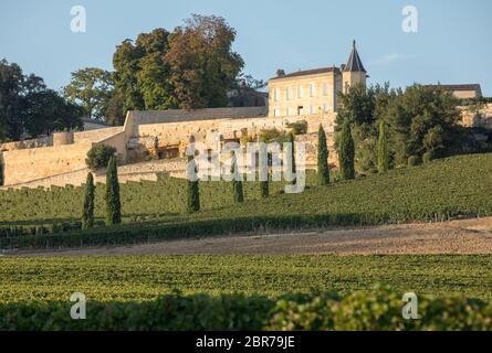 Ripe red grapes on rows of vines in vienyard of Clos La Madeleine  before the wine harvest in Saint Emilion region. France Stock Photo