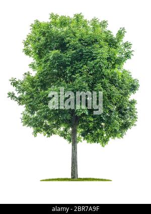 Isolated  tree on a white background - Acer negundo - Maple ash Stock Photo