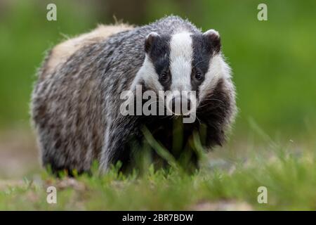 Portrait of European badger outdoors. Badger is looking at the camera. Stock Photo