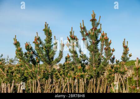 Young cones and shoots on pine branches on the background of a hedge Stock Photo