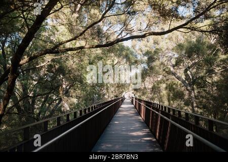 Elevated walkway in King's Park, Perth, surrounded by trees on a summers day. Stock Photo