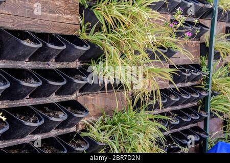Flower pots in the wall, indoor plants in pots on the street. Stock Photo