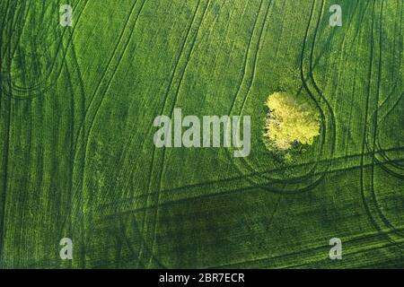 Beautiful aerial landscape of a lone tree on an agricultural field at sunset .