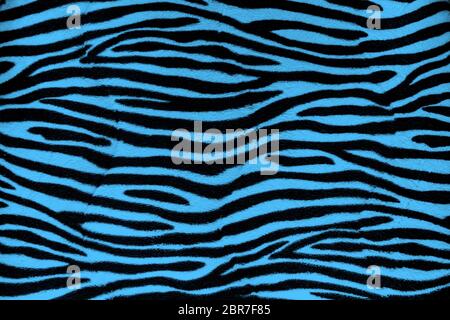 Blue zebra fur background texture close up view Stock Photo
