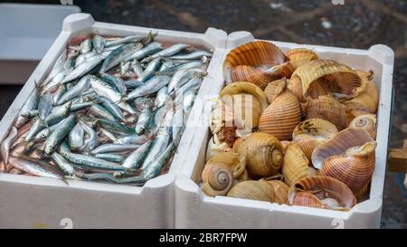 Sprat and sea snails on the fish market in Catania, Sicily, Italy Stock Photo