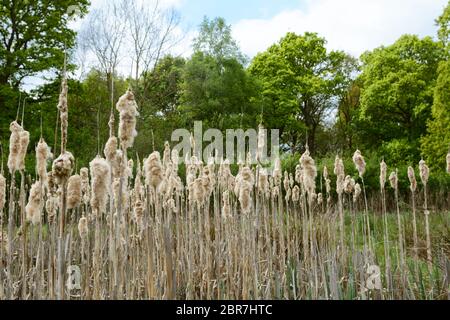 Old bulrush seed heads fall apart above a rural pond, allowing the seeds to disperse. Verdant green trees stand tall beyond. Stock Photo