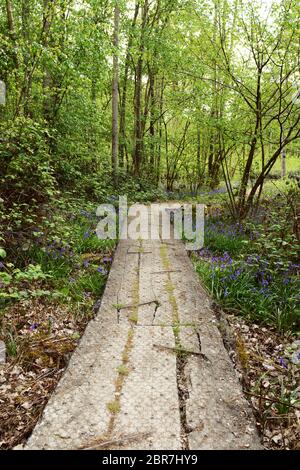 Long wooden plank path leads into lush woodland in springtime. Bluebells line the footpath among trees coming into leaf. Stock Photo