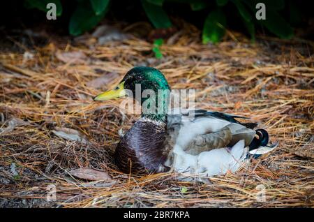 A male mallard duck sitting on autumn foliage on the ground Stock Photo