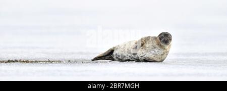 Seal resting on an ice floe. Ringed seal (Pusa hispida or Phoca hispida), also known as the jar seal, as netsik or nattiq by the Inuit, is an earless Stock Photo