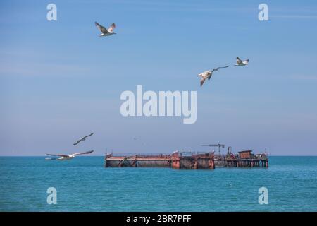 Seagulls flying by a mussel farm in the Black Sea. Stock Photo