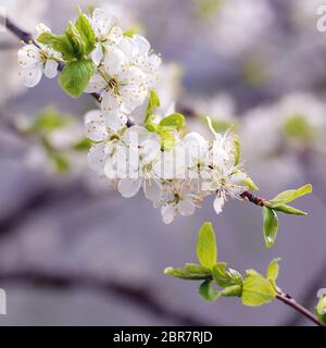 branch of blossoming plum tree with white flowers and young green leaves Stock Photo