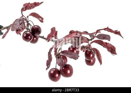 Red blood plums hang on a branch with leaves isolated on white Stock Photo