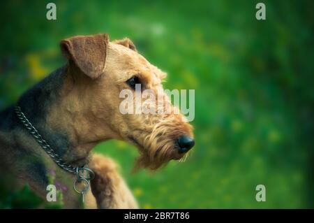 A beautiful portrait of Airedal Terrier head on a meadow. blurred background with a dog's collar. blurred background and vibrant colors. Stock Photo
