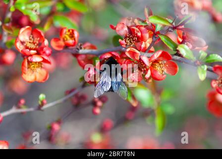 Bumblebee pollinates blooming quince shrub (Chaenomeles speciosa, Chaenomeles japonica ) Stock Photo