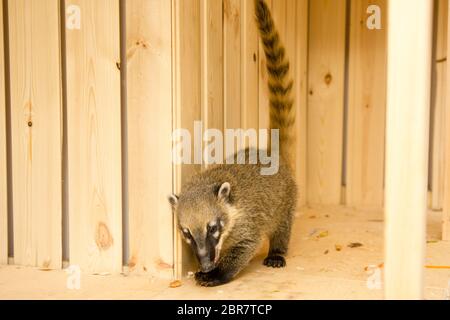 South American coati Nasua nasua , also known as the ring-tailed coati. Wildlife animal. Stock Photo