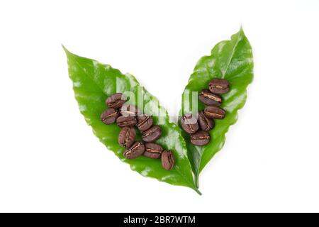 roasted coffee bean with leave isolated on white background Stock Photo