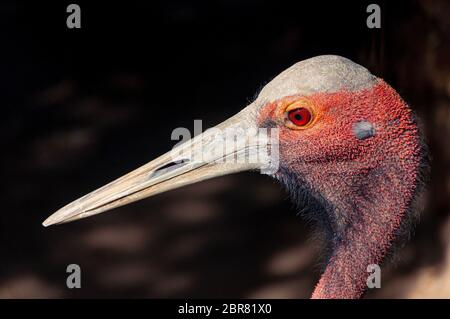 Adult Brolga Grus Rubicunda Close Victoria Australia Stock Photo