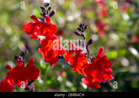 Beautiful red flower of Snapdragon, Bunny rabbits or Antirrhinum Majus close up in the flower garden on sunny spring day Stock Photo