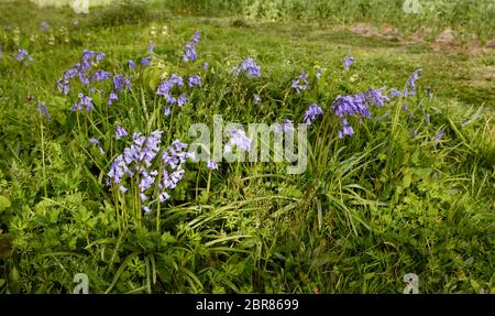 Patch of common bluebells grow in springtime among grass and weeds at the edge of a field Stock Photo