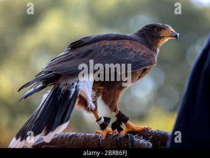 Milandes, France - September 4, 2018:  the show of birds of prey at Chateau des Milandes, a castle  in the Dordogne, Aquitaine, France Stock Photo