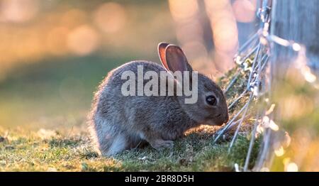 Wild Rabbits enjoying the early evening sunset near the South Coast of England. Stock Photo