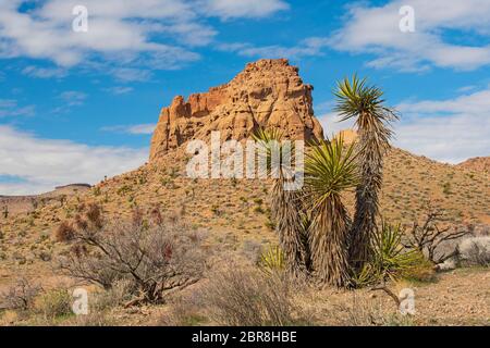 Desert Butte and Mojave Yucca on the Rings Loop Trail in Mojave National Preserve in California Stock Photo