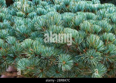 The view of the formed crown of pinus parviflora Negishi in the Japanese garden. Japan Stock Photo