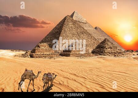 Camel caravan near the Giza Pyramids of Egypt. Stock Photo