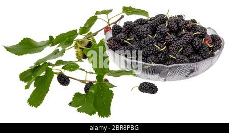 A bowl full of black mulberries decorated with mulberry leaves and unripe fruits isolated on white Stock Photo