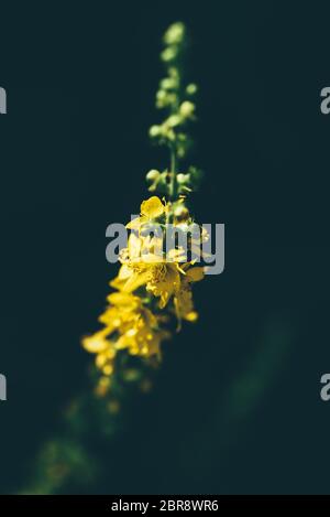 Stalk with yellow tiny flowers on dark blurred background Stock Photo