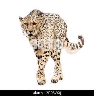 Young Cheetah Portrait watercolor  isolated on white background Stock Photo