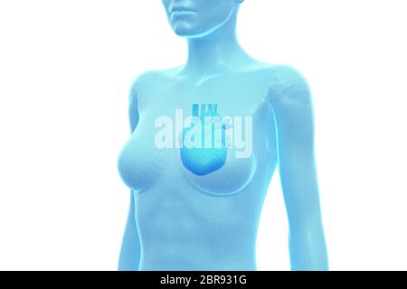 Heart, Female Human Body, Internal Organ, Medical 3D Illustration Stock Photo