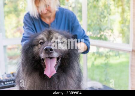 Trimed Wolf Spitz Dog is looking at the camera. Professional groomer woman is in the background. Stock Photo