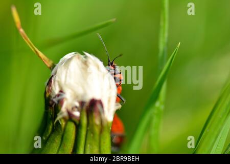Cinnamon bug   (  Corizus hyoscyami  ), sitting on dandelion blossom and looking curiously forward, with a lot of green nature background Stock Photo