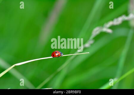 Ladybird on plant in green nature  with many copy space Stock Photo