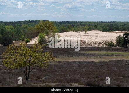 Luckenwalde, Germany. 17th May, 2020. The approximately nine-hectare inland dune in the wilderness area of the Brandenburg Natural Landscapes Foundation in the Wurzelberg hiking area. A hiking trail leads to the dune from a small car park on the Bundesstraße 101 through pine forests via the former Soviet military training area Jüterbog. Because of possible ammunition, the paths in the nature park should not be left. A worthwhile lookout point is the rest area on the Wurzelberg. Credit: Soeren Stache/dpa-Zentralbild/ZB/dpa/Alamy Live News Stock Photo