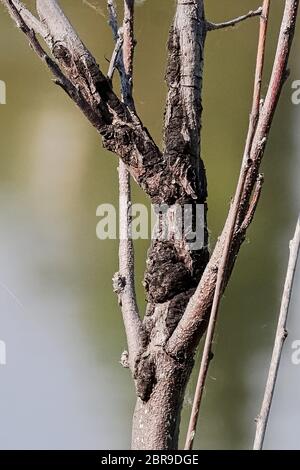 Closeup of a canker growth on the truck of a tree. Stock Photo