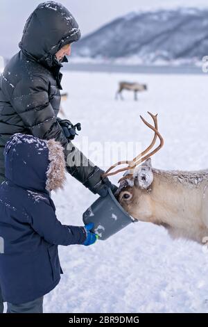 Mother and son feeding reindeer in the winter, Tromso region, Northern Norway Stock Photo