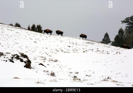 WY04518-00....WYOMING - Bison skylined along the ridgecrest viewed from the Blacktail Plateau ski trail in Yellowstone National Park. Stock Photo