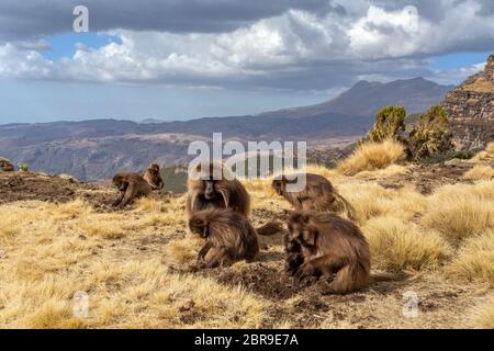 family group of endemic animal Gelada monkey on rock, with mountain view. Theropithecus gelada, in Ethiopian natural habitat Simien Mountains, Africa Stock Photo