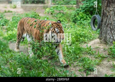 Powerful but sad mighty striped tiger walking in captivity in the zoo Stock Photo